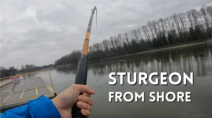 Biggest fish of my life! Sturgeon fishing on the fraser river