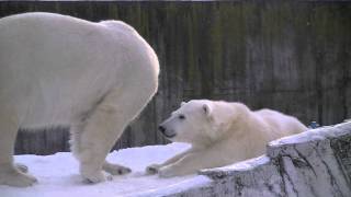ちょっと喉が渇いたから~Polar Bear eats snow