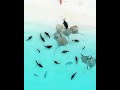 🐠 fish #fish #viral #trending #water #viral
