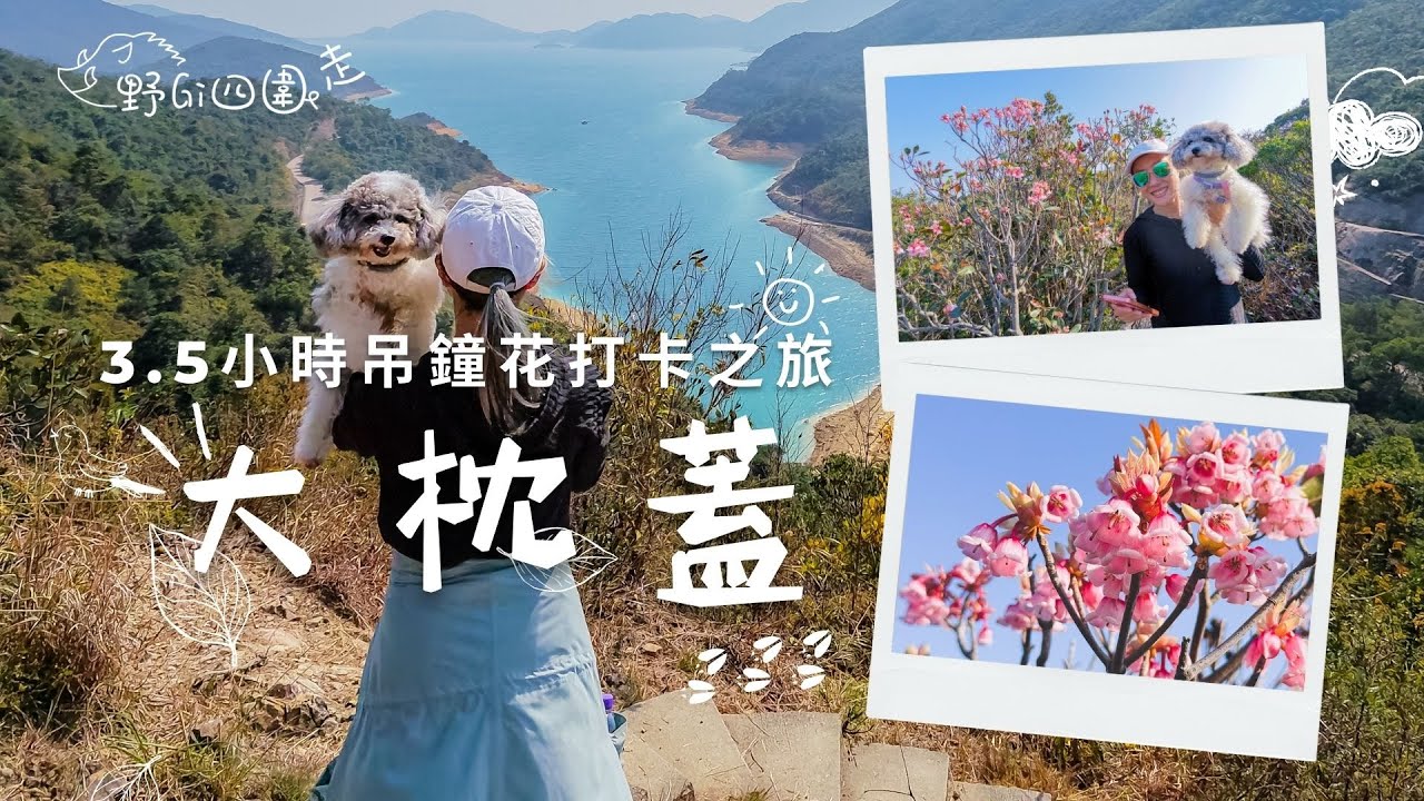 吊鐘花幾時開 | 大枕蓋 | 快速吊鐘花打卡之旅 | 初級路線 | 狗狗好去處 | 攝影好去處 | 行山好去處| 航拍 | 4K | 山野無痕