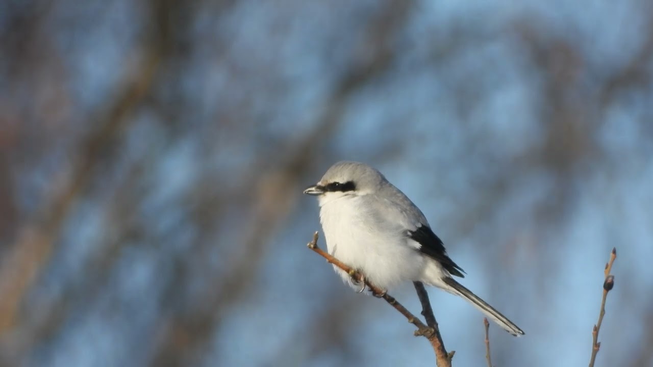 VARSLER ( LANIUS EXCUBITOR)