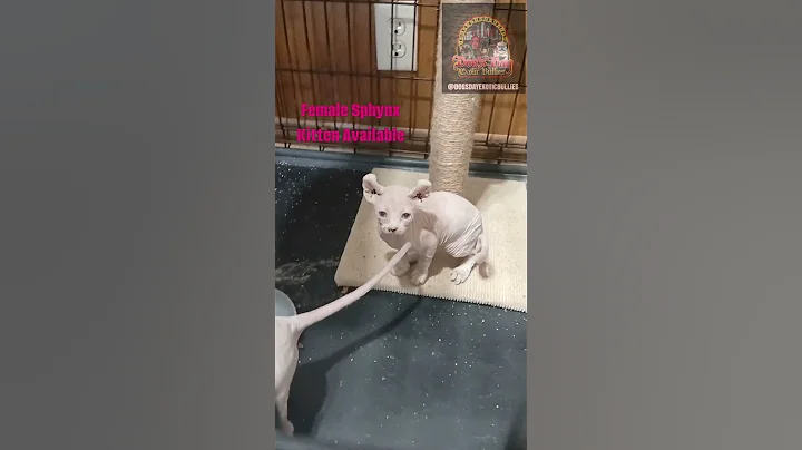 Watch the video about 10 week old female sphynx $1800