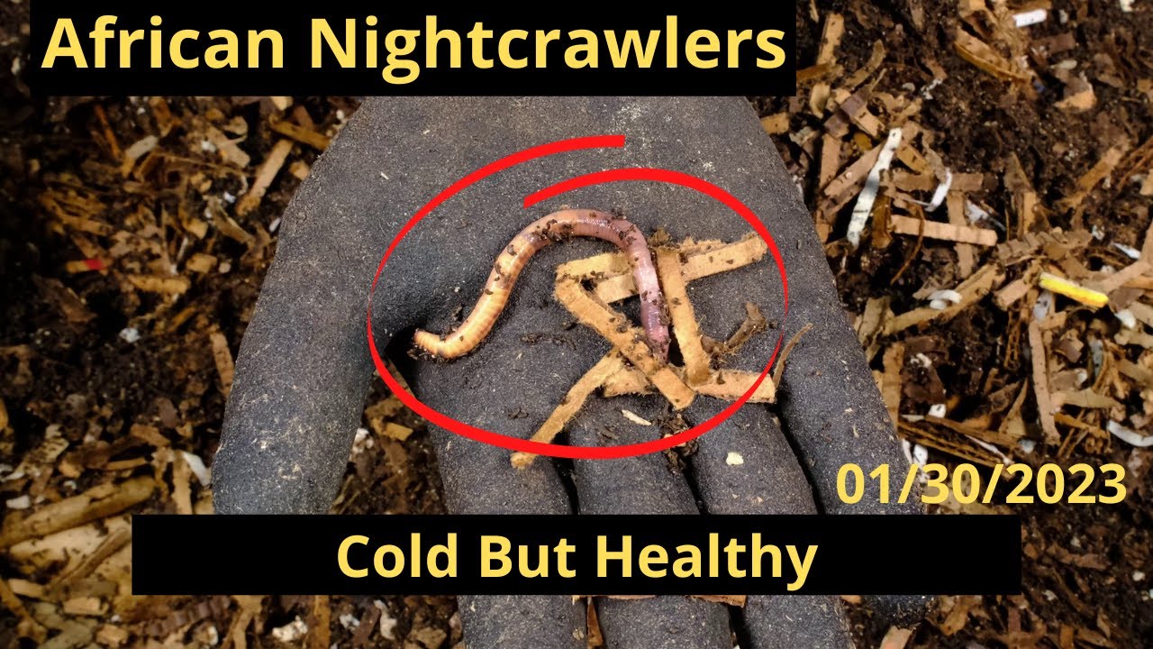 African Nightcrawlers - Cold but Healthy 01/30/2023 