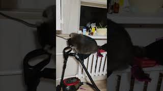 Raccoons Curious Mishap Ends in a Hilarious Fall