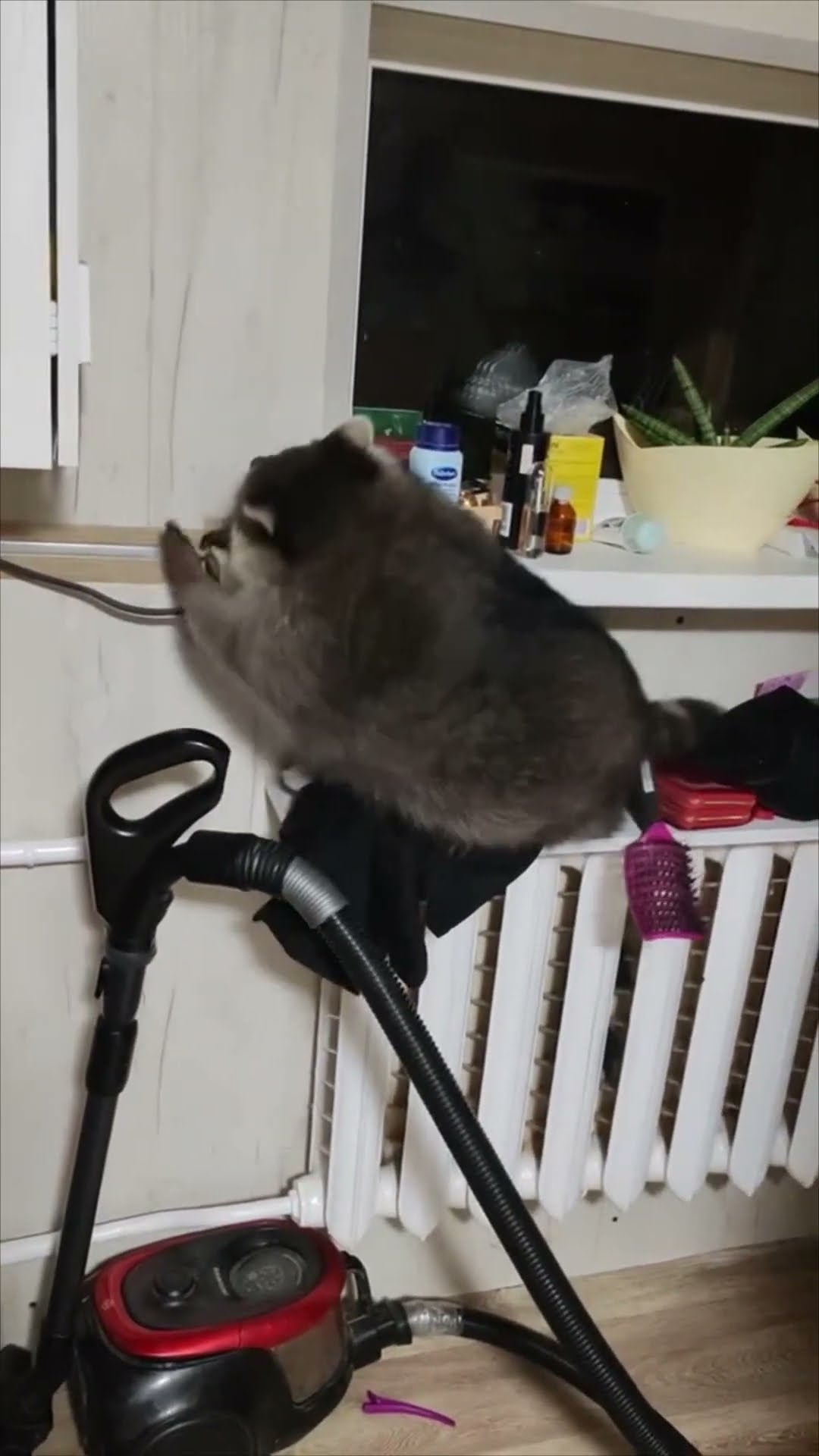 Raccoons Curious Mishap Ends in a Hilarious Fall