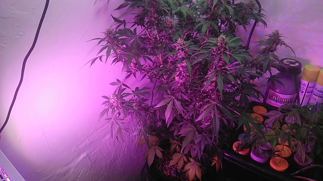 Marshydro sp150 update the auto grow