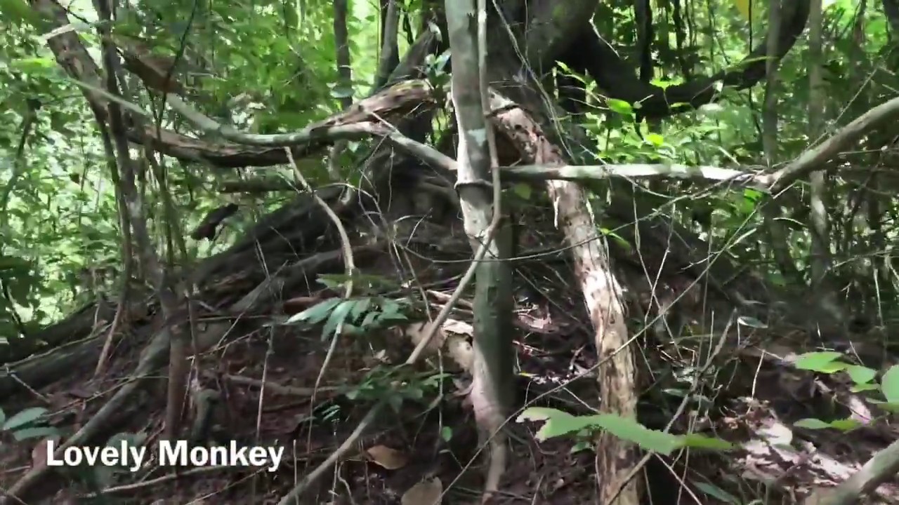 Journey to Angkor Thom Jungle finding monkey traps  Trip for a short