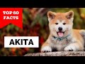 99% of Akita Owners Don&#39;t Know This
