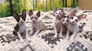 8 weeks old Cornish Rex kittens- not available by ReikiRex Cornish Rex Cats 277 views 1 year ago 1 minute, 7 seconds