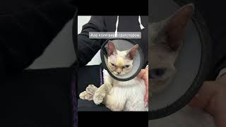 #youtubeshorts #reels #cat #funnyvideo #shortsvideo #catlover #devonrex #catcontent