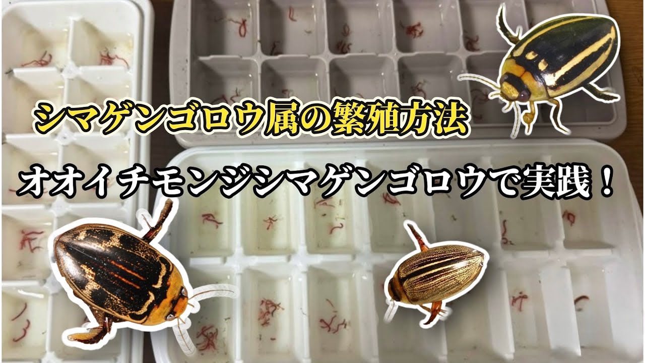 Breeding Video] Breeding Methods for the Genus Diving Beetle by