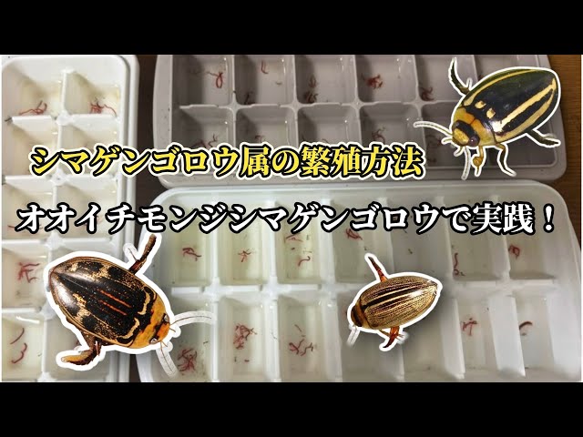 Breeding Video] Breeding Methods for the Genus Diving Beetle by