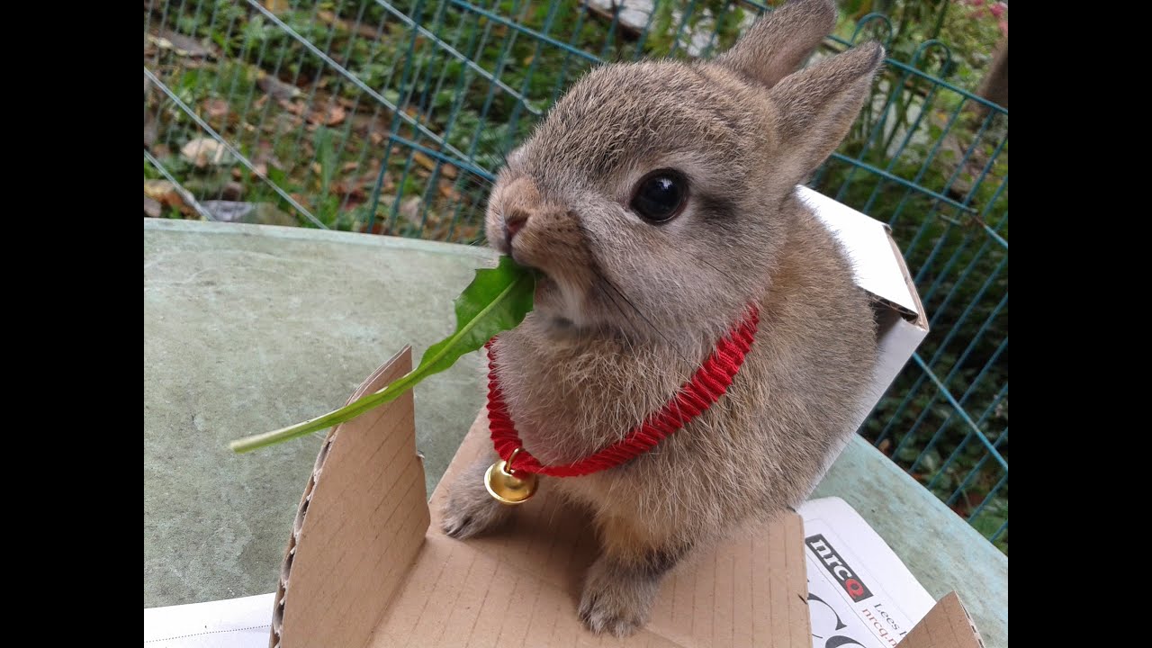 dwarf rabbits as pets