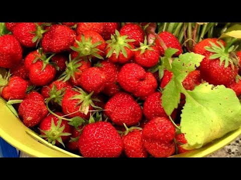 ቪዲዮ: Fraises De Bois Strawberry መረጃ - ፍሬይስ ደ ቦይስ እንጆሪ ለማደግ የሚረዱ ምክሮች