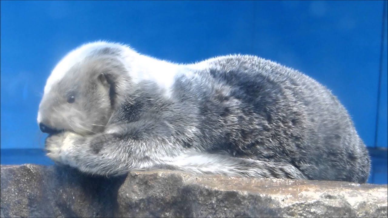 ラッコのミール、岩の上でもふもふ♪（20150405＠サンシャイン水族館）