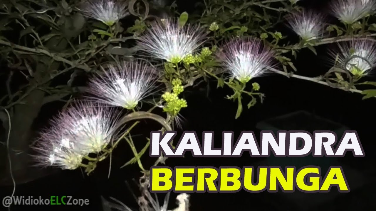 BONSAI KALIANDRA BERBUNGA (Calliandra Bonsai Flower) - YouTube