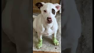 Growth Of Luna Beluna