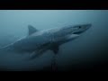 Gopro awards great white shark encounter