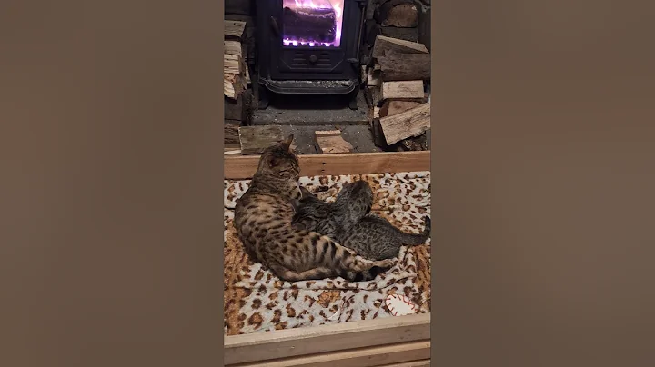 Video 11698251: bengalcat cat kitten, bengal kitten, cat feeding kittens, cat feeding milk, mom feeding kittens, kitten catplaying, cat kitten sleep