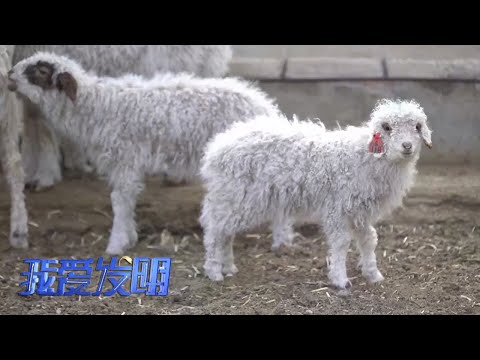 中國-我愛發明-20230511-他用枸杞渣和葡萄渣開發出了新飼料！讓灘羊告別異食癖，養羊從此有了新食譜！