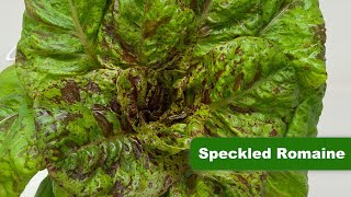 Speckled Romaine Lettuce In Rochester NY by Rochester Microgreens 43 views 1 year ago 25 seconds