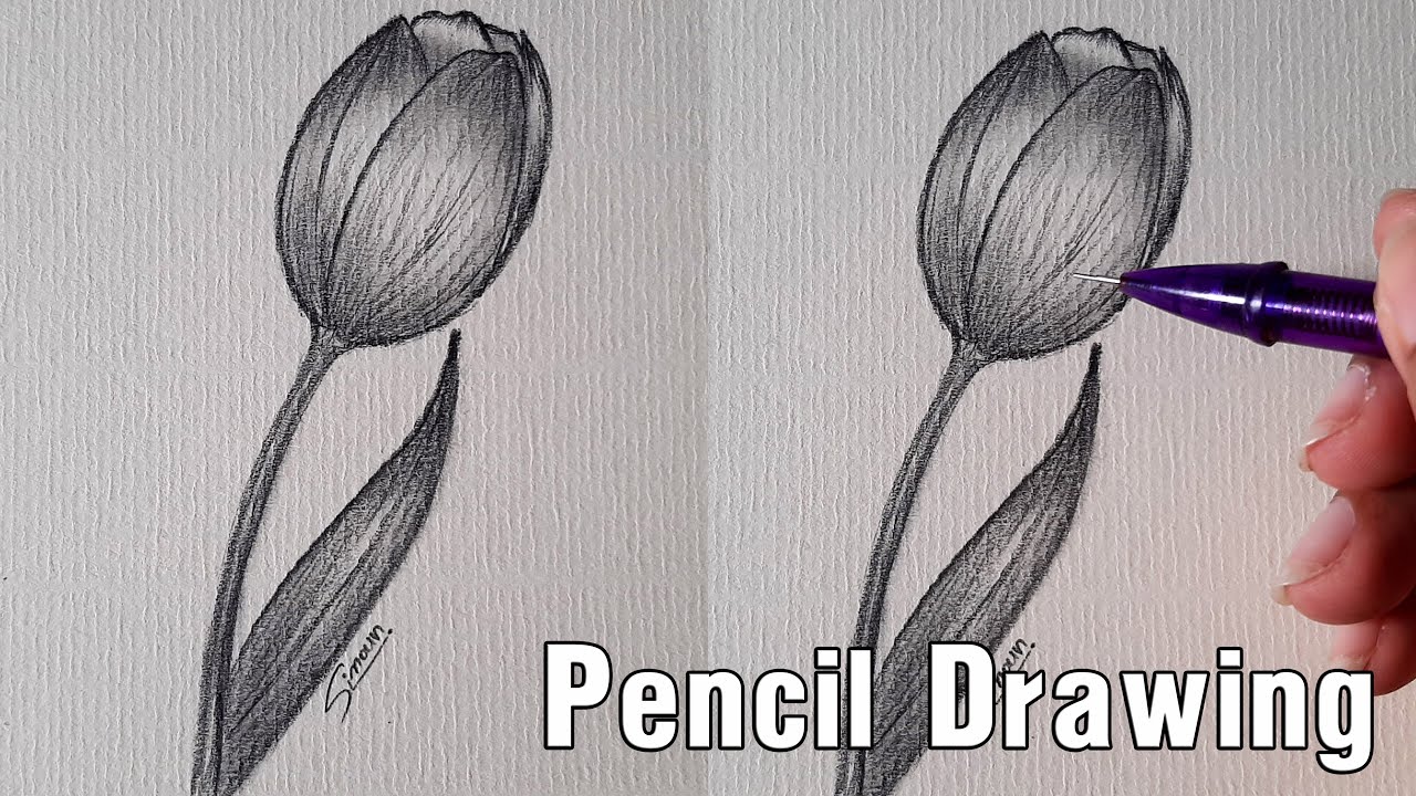 How to Draw Tulip Flower | Tulip Pencil Sketch | Sinoun Drawing