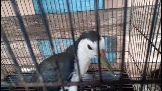 suara pikat burung ruak ruak asli anti zonk  suara jernih cepat nyerang