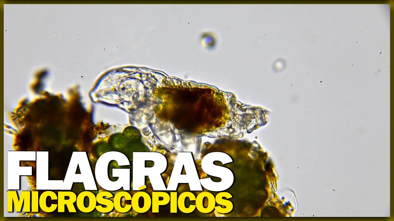 Compilado de momentos inusitados do mundo microscópico!