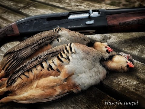 DRAHTHAAR KEKLİK AVI | Kınalı Keklik Avı | Drahthaar Keklik Ferma | Partridge Hunting |