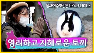 숏클립] 영리하고 지혜로운 토끼 (KBS 2023.01.04 수 방송) - YouTube