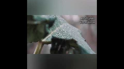 قرآن بصوت اسلام صبحي - تلاوة هادئة وصوت جميل يريح القلب | Güzel Sesli Kuran