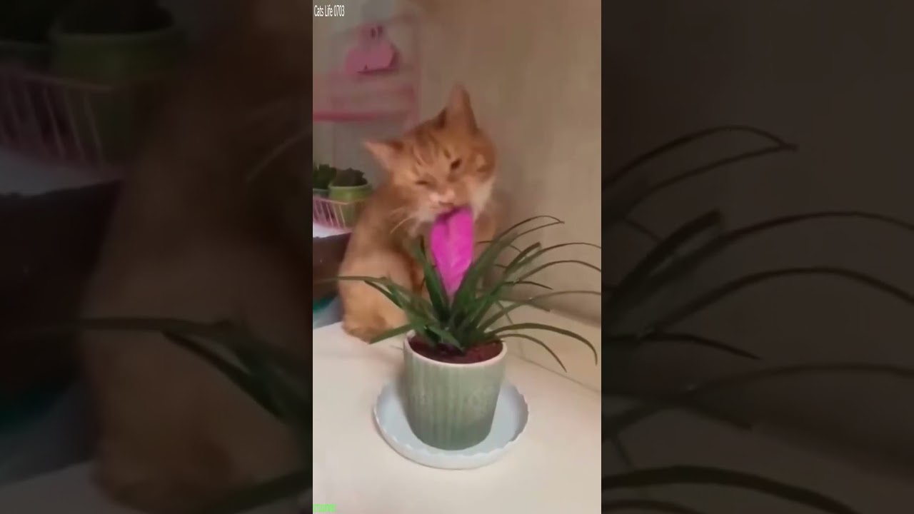 Funny Cats 2025 🙀 