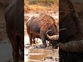 #viralvideo #foryou #food #asmr #reelsvideoシvideo #shorts #animals #reelviral   #sealife