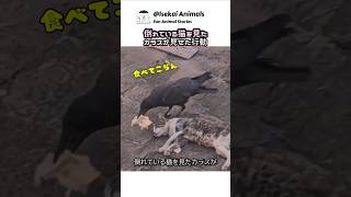 カラスが倒れている猫の耳を引っ張った理由とは…？