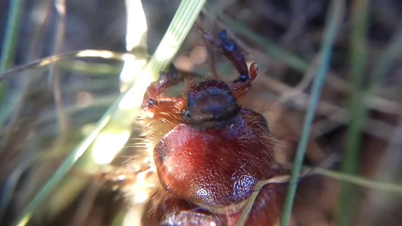МАЙСКИЙ ЖУК, видео в траве May bug, Gemeiner Maikäfer zoom macro 10x