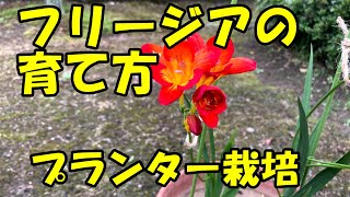 フリージアの育て方 　How to grow freesia.