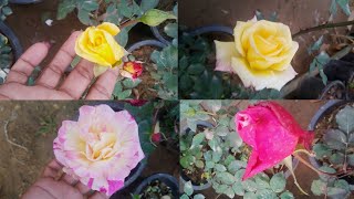 Grow Rose Plant And Make Multicolour Flowers