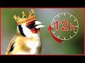 GOLDFINCH 12h Training King