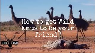 How to Get Wild Emus to be your friend |Tru Blu Hunting | Wilcannia NSW