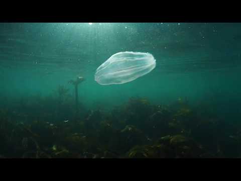 Comb Jelly, me