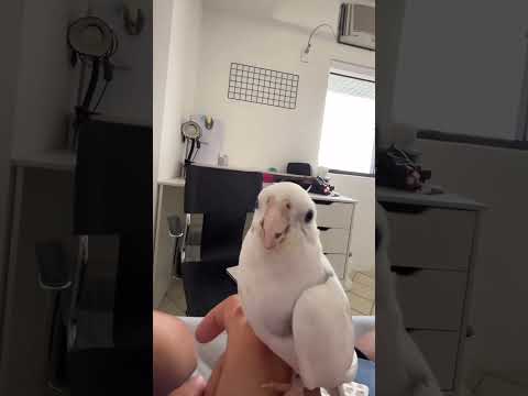 tirando a paciência da calopsita