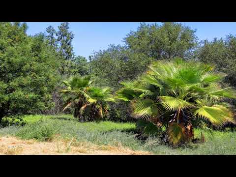 4762/4764 Sunrise Blvd, Fair Oaks, CA home video tour