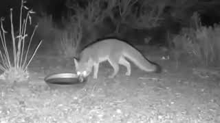 Fox by CAT's Cats 1,075 views 3 years ago 3 minutes, 16 seconds