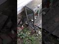 Following Chucky around the yard #cat #shorts