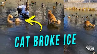 Cat Broke Through Thin Ice While Watching Ducks on the River Then Got Out