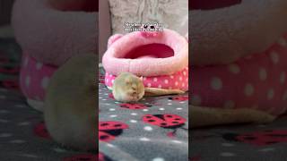 Me when Miss. Jelly Tot: 🥺 #shorts #hamsters #hamster #pets #pet