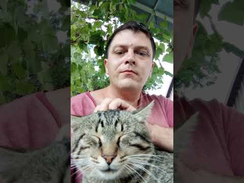 Балуша прогулка домашние животные #животные #дружба #друзья #кот