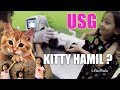 USG Kucing Lucu Hamil 🙀🐈 Kitty si Anak Kucing Malang itu kini Hamil