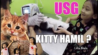 Kitty Cat the poor kitten is now pregnant - USG of pregnant cats - Hari Anak Nasional Indonesia