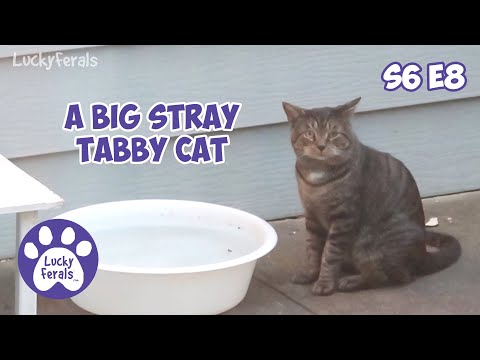 A Big Stray